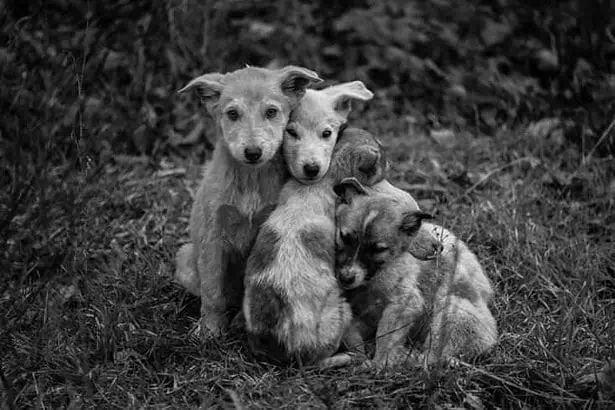 Stray dogs