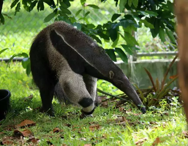 Anteater