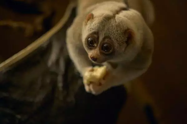 Slow Loris