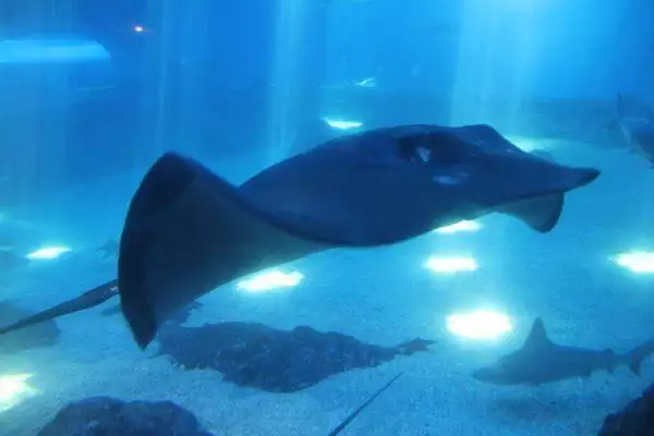 Stingray