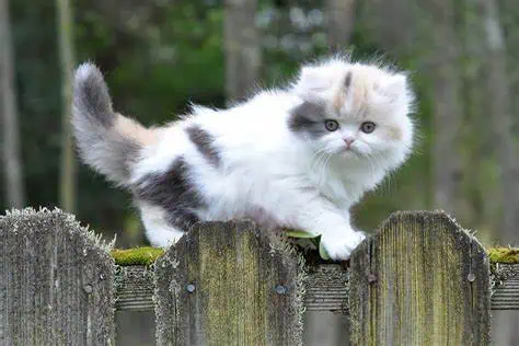 A very cute Munchkin cat, which has originated from breeding two or more different types of cats