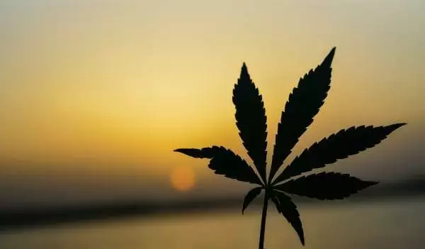 5 Benefits Of Mail Order Marijuana 1 5 Benefits Of Mail Order Marijuana 1
