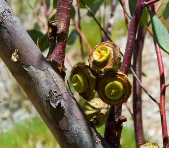 Eucalyptus Youngiana