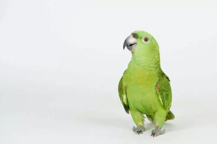Parrot