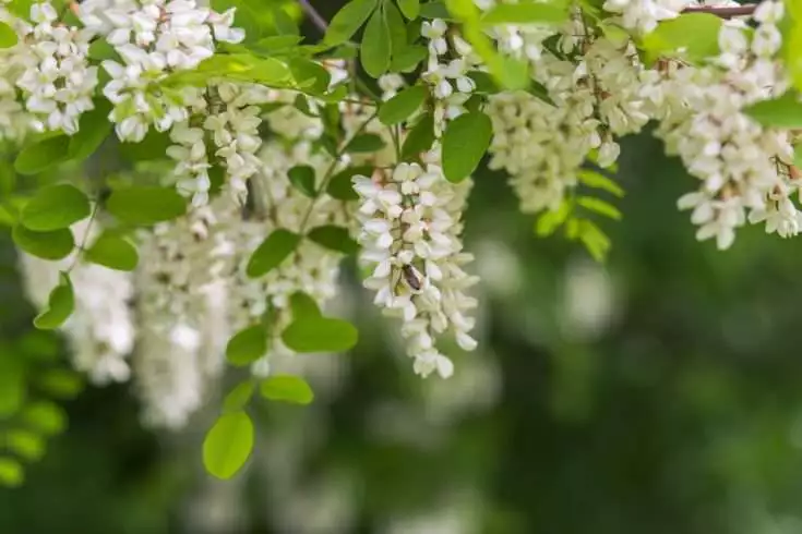 Acacia