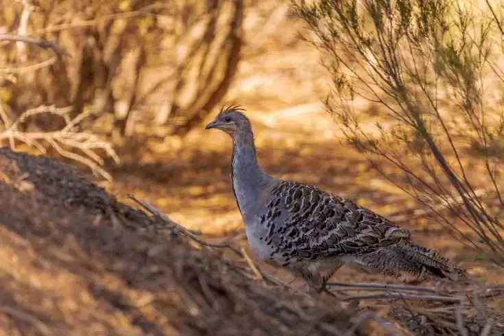 All About the Great Victoria Desert 4