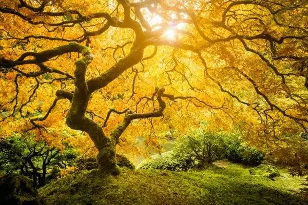 Tree Of Life Meaning In 7 Beautiful Cultures 1 Tree Of Life Meaning In 7 Beautiful Cultures 1