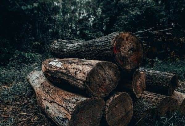 10 of the best deforestation solutions