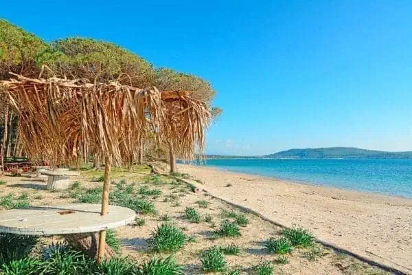 Pines in sardinia beaches 
