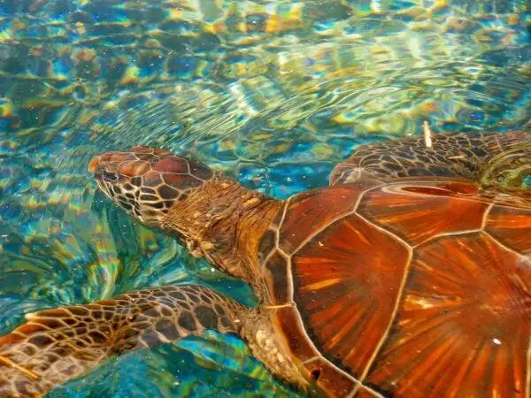 Turtle Beach Maui: Visit for An Unforgettable Experience 1 Turtle Beach Maui