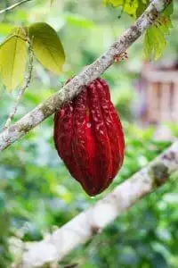 History of Chocolate Timeline: A Fascinating Journey 4 History of chocolate timeline