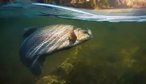 Trout Fishing Opening Day at Bennett Spring State Park!