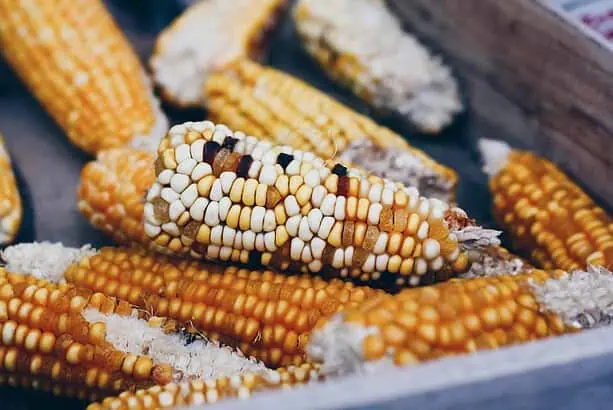Corn on the Cob: Cool Facts to Know 3