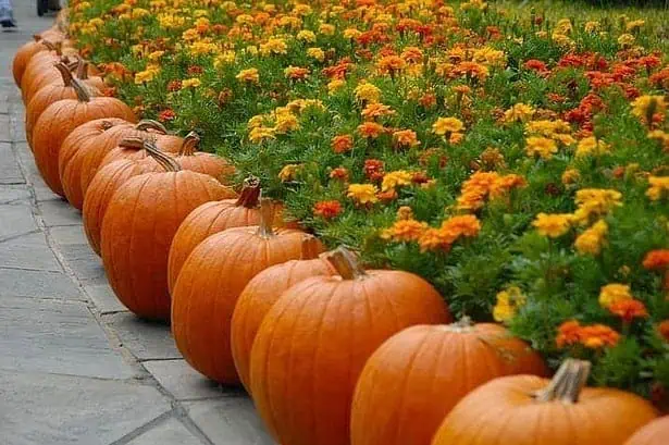 https://icytales.com/wp-content/uploads/2021/01/pumpkin-2868748__480.jpg