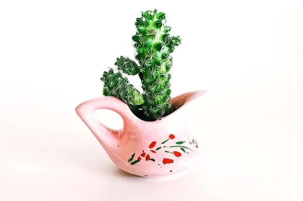 Cactus: Plant with Amazing Benefits 2