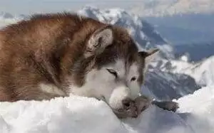 10 Most Dangerous Dogs Breed To Know 5 Most dangerous dogs