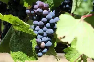 anderson valley wineries
