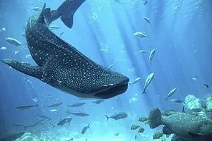 best time to visit maldives