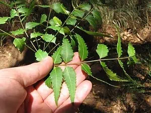 Neem