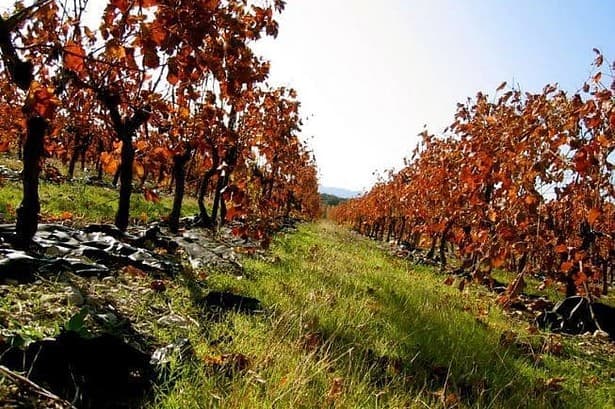best wineries beechworth