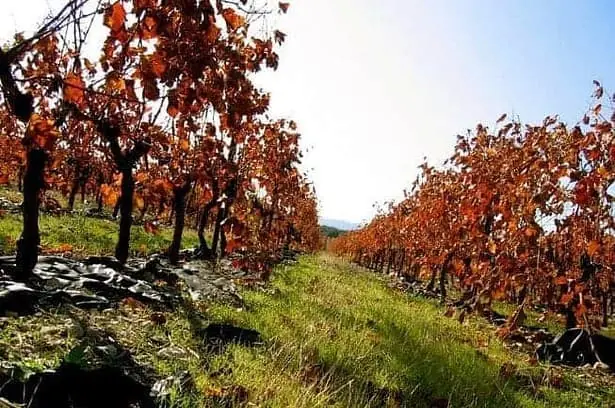 best wineries beechworth