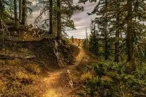 Top 30 Best Inspirational Hiking Quotes to Get You Going 4 into the forest