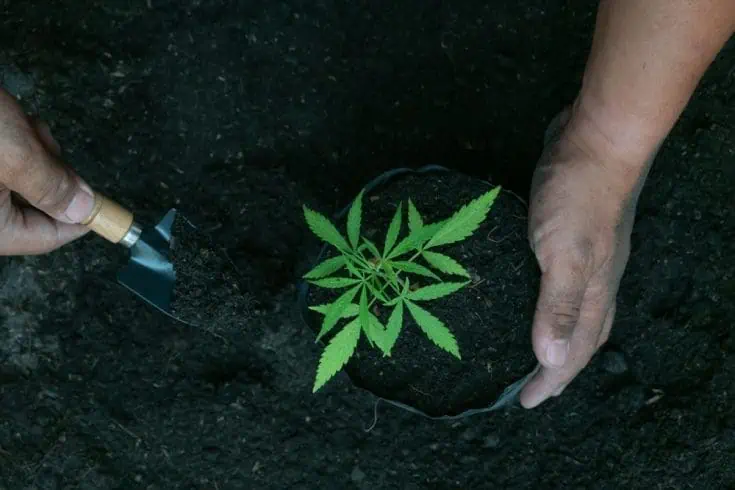 Cannabis cultivation