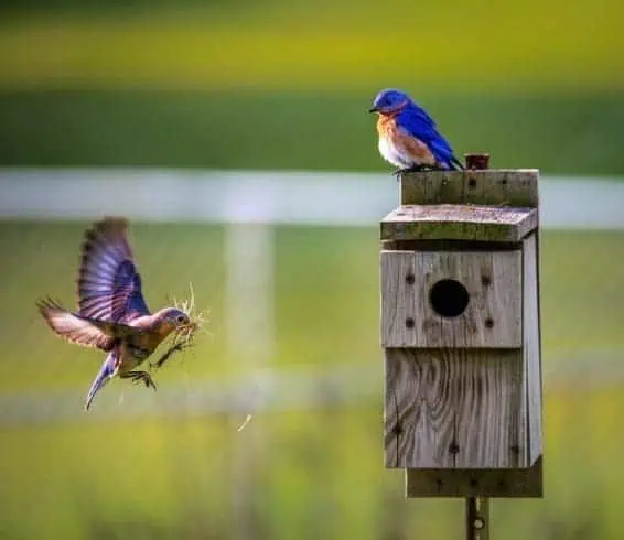 North American birds
