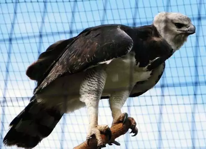 10 Deadly Amazon Rainforest Animals 9 Harpy Eagle