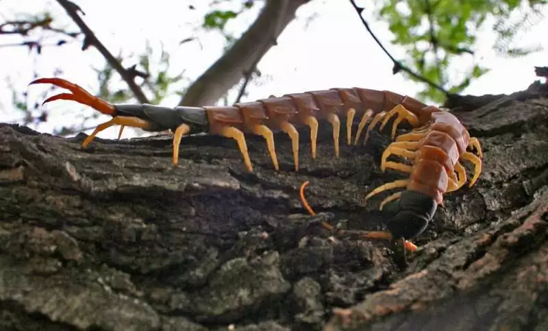 10 Deadly Amazon Rainforest Animals 10 Giant Centipede