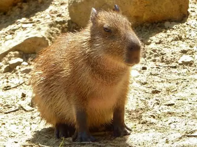 10 Deadly Amazon Rainforest Animals 6 Capybara