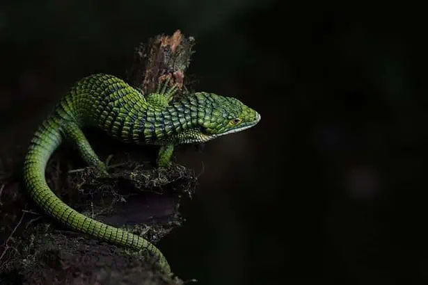 Mexican Alligator Lizard