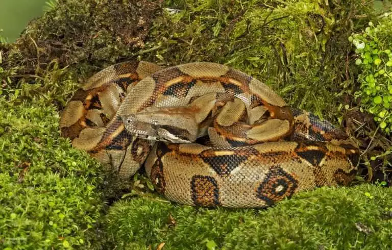 10 Deadly Amazon Rainforest Animals 4 boa constrictor