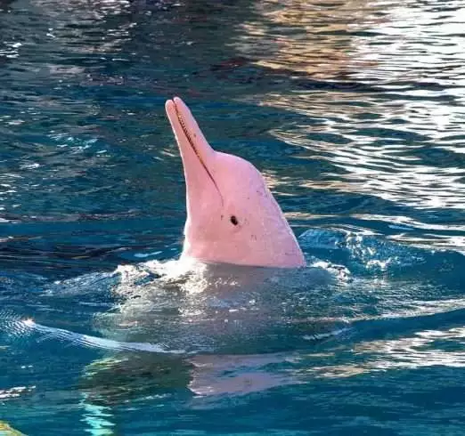 10 Deadly Amazon Rainforest Animals 3 pink river dolphin