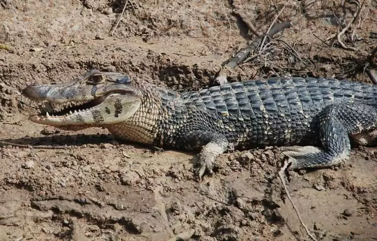 10 Deadly Amazon Rainforest Animals 5 Black Caiman