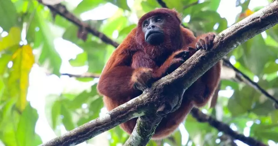 10 Deadly Amazon Rainforest Animals 8 Red howler monkey