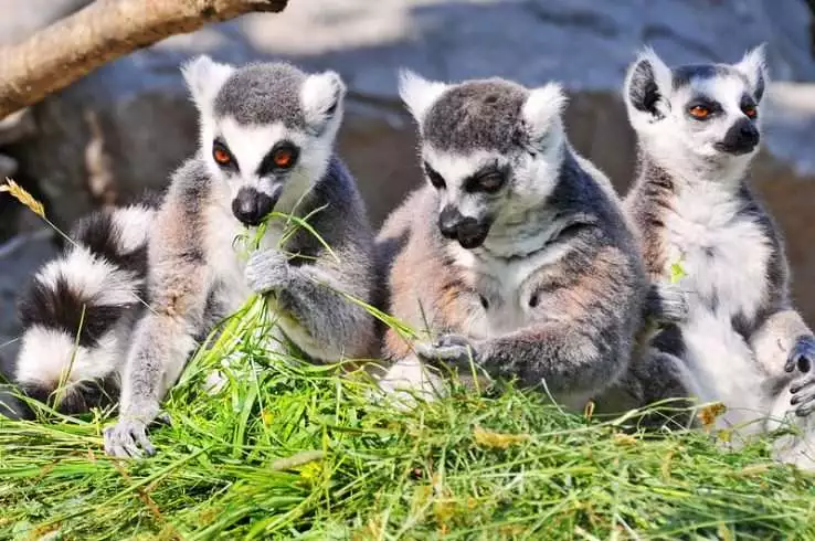 ring tailed lemur