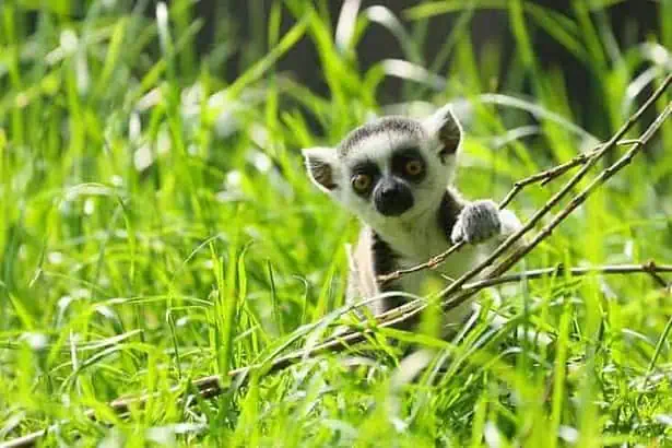 ring tailed lemur