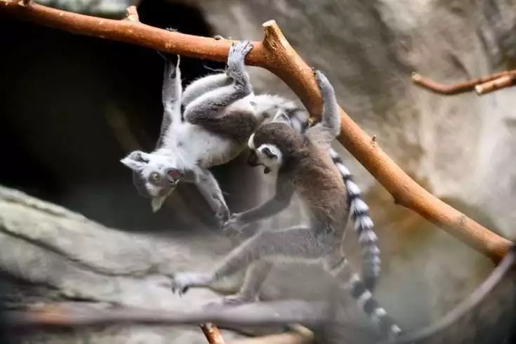 ring tailed lemur