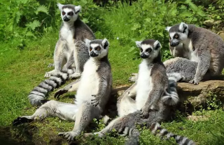 ring tailed lemur