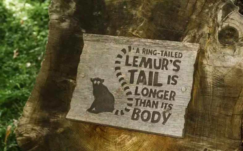 ring tailed lemur