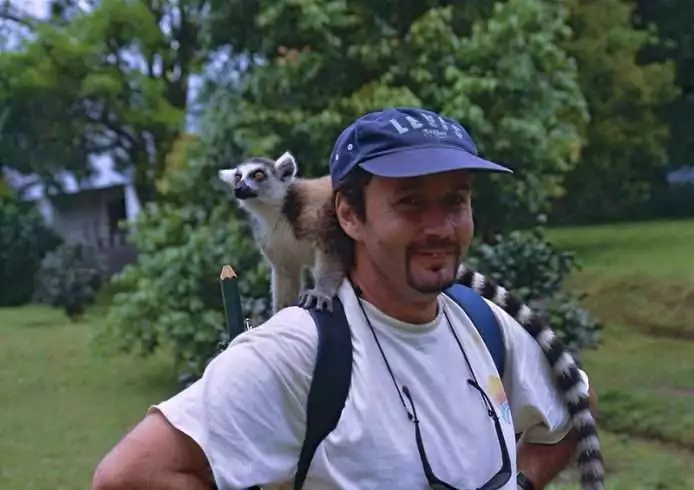 ring tailed lemur