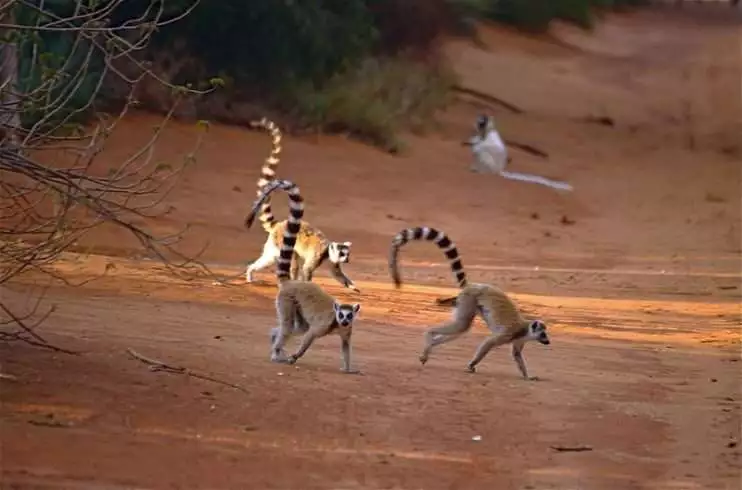 ring tailed lemur