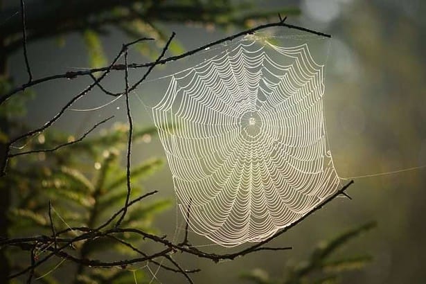 Spiders In Kentucky