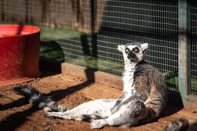 ring tailed lemur
