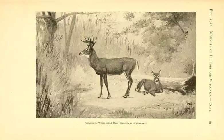 Whitetail hunt