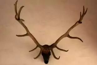 Antlered Deer