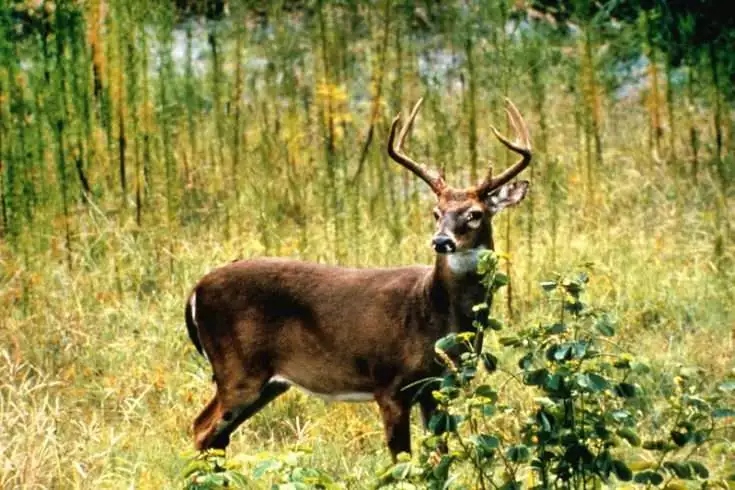 Deer hunt