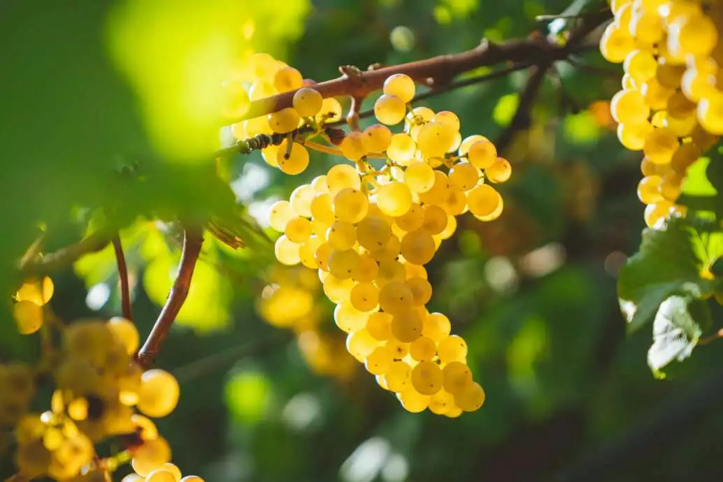 8 Amazing Napa Wineries to Visit in the Napa Valley 5 chardonnay grapes