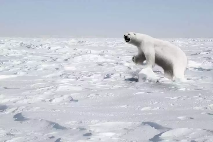 Where do Polar Bears Live: 101 Guide on Polar Bears 1